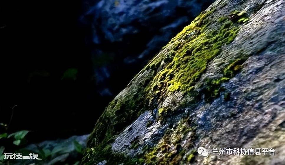 野外有哪些天然的指南针(大自然中什么可以帮助辨别方向)-图片1